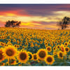 Sunflower Field_MDZ7