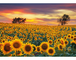 Sunflower Field_MDZ7