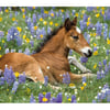 Wild Mustang Foal