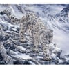 Snow Leopard