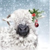 Snowy Sheep