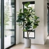 7' Artificial Fiddle Leaf Fig Tree in Pot