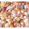 Seashells
