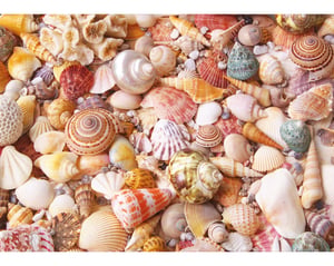 Seashells
