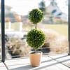 24" Artificial Boxwood Plant in Topiary Pot