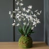 27" White Vanda Orchid with Moss