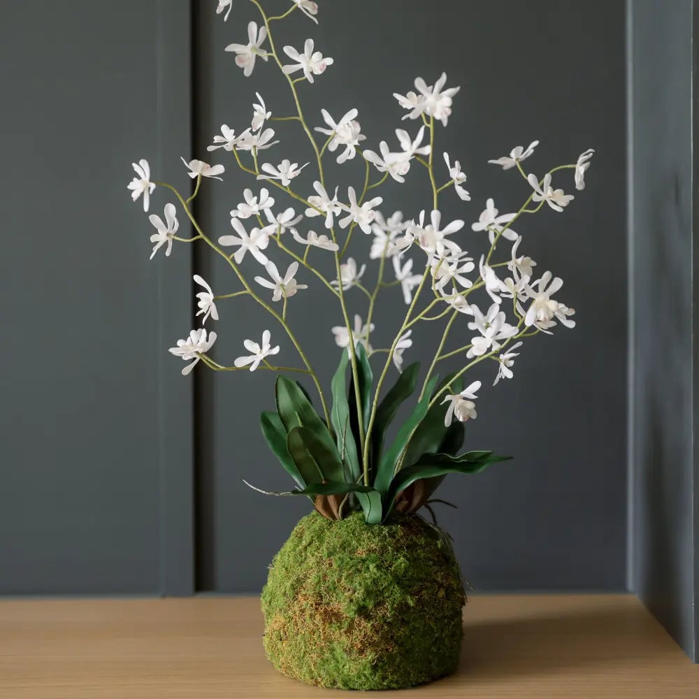 27" White Vanda Orchid with Moss