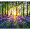 Bluebells