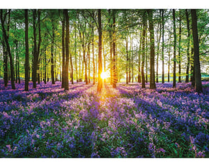 Bluebells