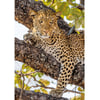 Leopard Resting in the Trees