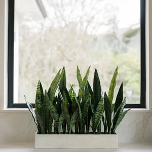 27" Potted Snake Plant - Natural