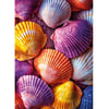 Still Life Shells_Z