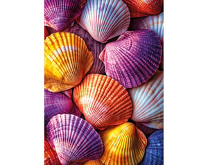 Still Life Shells_Z