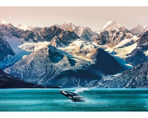 Alaskan Whale