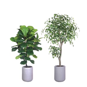 Fiddle Leaf Fig and Ficus Tree