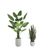 Snake Plant and Bird of Paradise