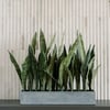 27" Potted Snake Plant - Gray