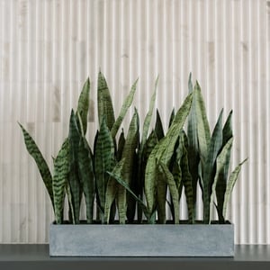 27" Potted Snake Plant - Gray