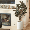 5' Rubber Ficus Tree in Modern Planter