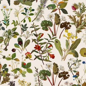 HERBARIUM Wallpaper - Ecru
