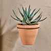 nkuku Jara Single Wall Hung Planter | Vases & Planters | Large | Terracotta & Rust