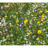 Colourful Meadow