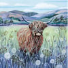 Scottish Cow