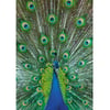 Indian Peafowl Peacock