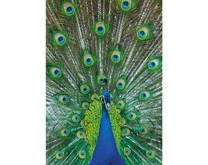 Indian Peafowl Peacock