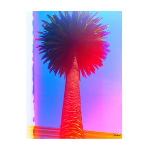 East Coast/ West Series: Napa Palm Mixed Media Photograph