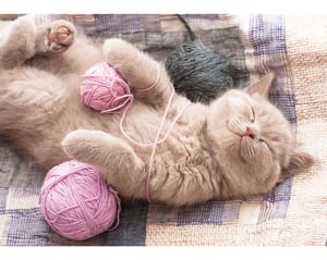Kitten Sleeping