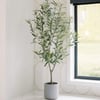 4' Fruitless Olive Tree in Pot