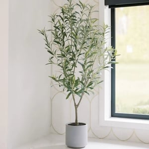 4' Fruitless Olive Tree in Pot