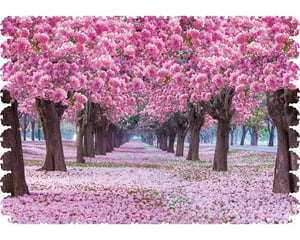 The Puzzle That Continued to Blossom