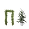 Cedar Tree and Cedar Garland
