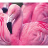 Chilean Flamingo
