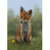 Young Fox - Carl Whitfield