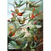 Hummingbirds - Ernst Haeckel