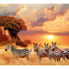 Zebras On The Savanna