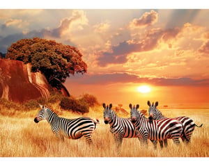 Zebras On The Savanna
