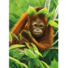 Orangutan_Y