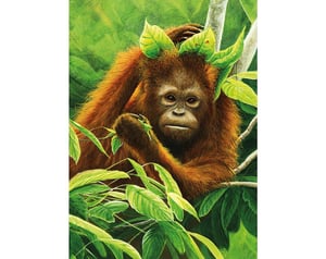 Orangutan_Y