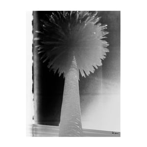 East Coast/West Series: Palm Noir Mixed Media Photograph