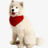 Dog Bandana - Red Maple Leaf