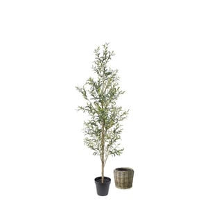 7' Slim Olive Tree and French Rattan Basket