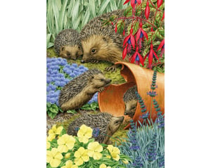 Hedgehogs