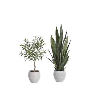 Snake Plant and Olive Topiary