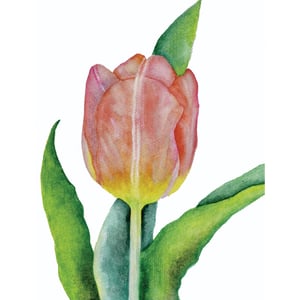 Tulip Watercolour Card