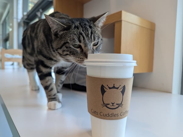 Regal Cat Cafe