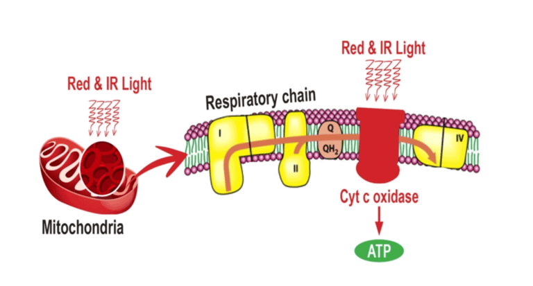 how red light therapy helps the body